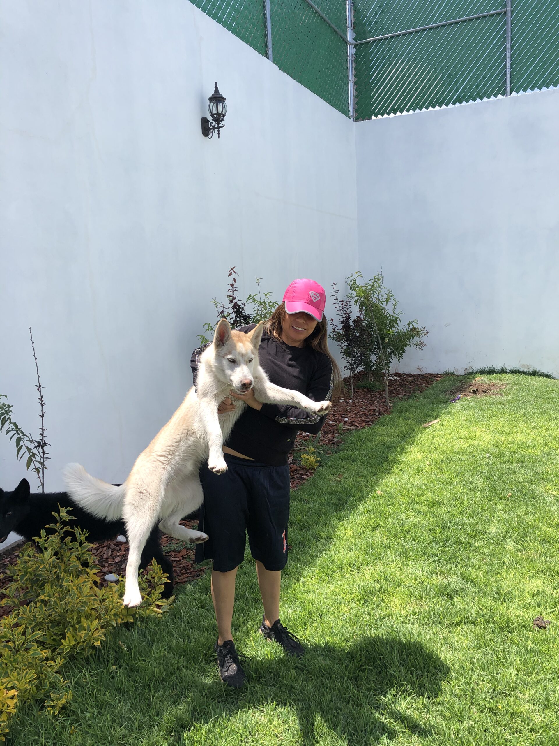 Kraken el Husky Siberiano.